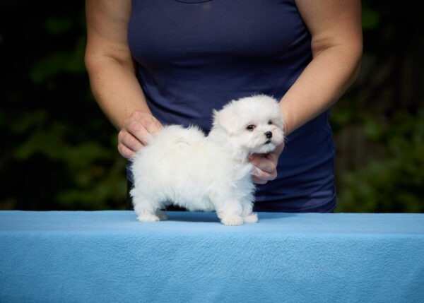 Jonny Maltese Jonny Maltese