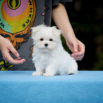 Jordan-male-Maltese-puppy-for-sale-1