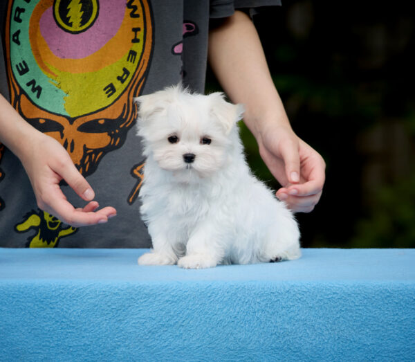 Jordan Maltese Jordan Maltese