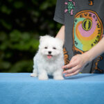 Jordan-male-Maltese-puppy-for-sale-2