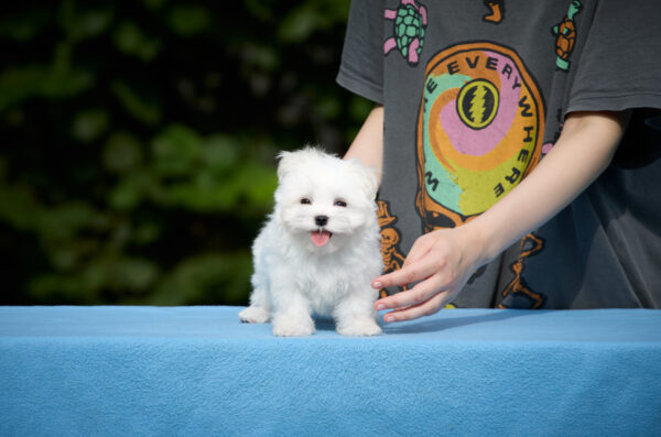 Jordan Maltese Jordan Maltese