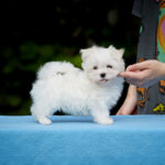 Jordan-male-Maltese-puppy-for-sale-3