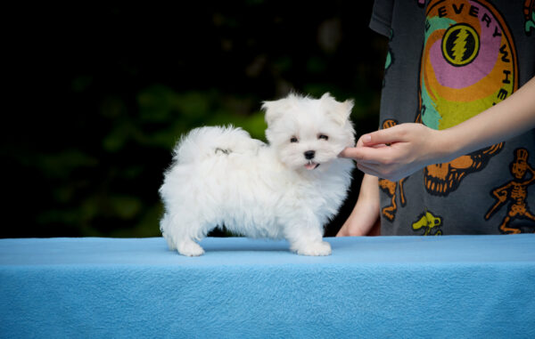 Jordan Maltese Jordan Maltese