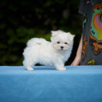 Jordan-male-Maltese-puppy-for-sale-4