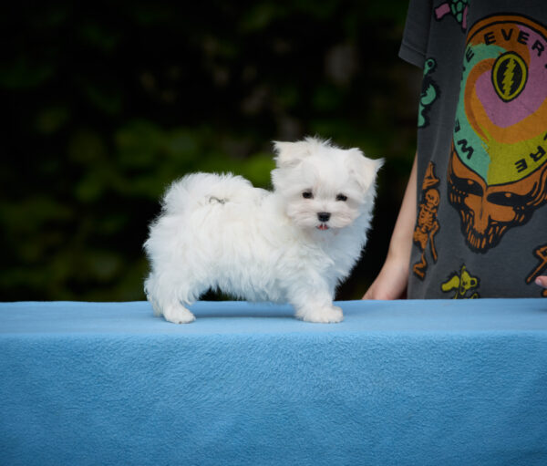 Jordan Maltese Jordan Maltese