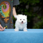 Jordan-male-Maltese-puppy-for-sale-5