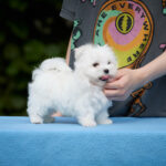 Jordan-male-Maltese-puppy-for-sale-6