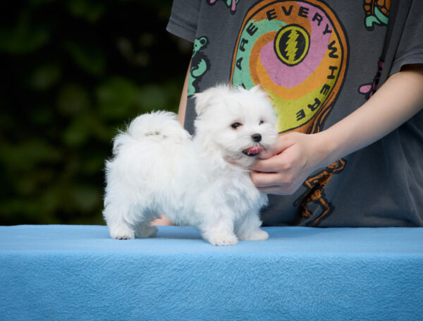 Jordan Maltese Jordan Maltese