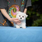 Josef-male-Maltese-puppy-for-sale-1