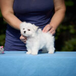 Josef-male-Maltese-puppy-for-sale-2
