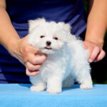 Josef-male-Maltese-puppy-for-sale-3