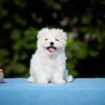 Josef-male-Maltese-puppy-for-sale-4