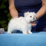 Josef-male-Maltese-puppy-for-sale-5