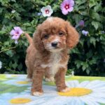 Kara-female-cavapoo-puppy-for-sale-1 (1)