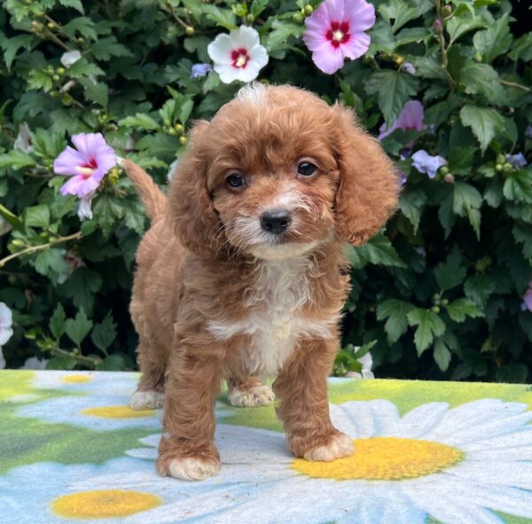 Kara Cavapoo