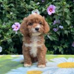 Kara-female-cavapoo-puppy-for-sale-1 (2)