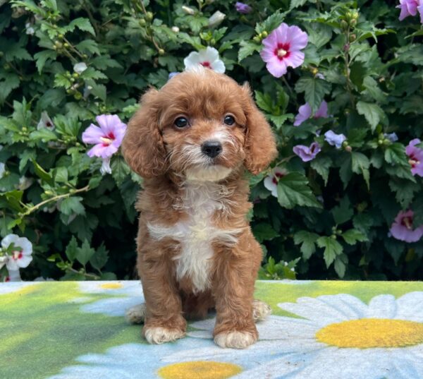 Kara Cavapoo