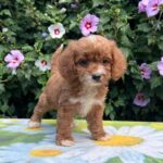 Kara-female-cavapoo-puppy-for-sale-1 (3)