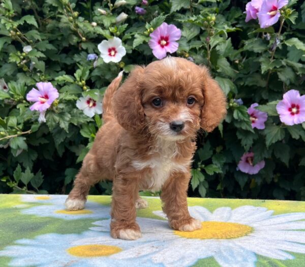 Kara Cavapoo