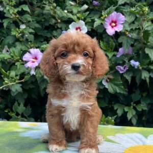 Kara Cavapoo