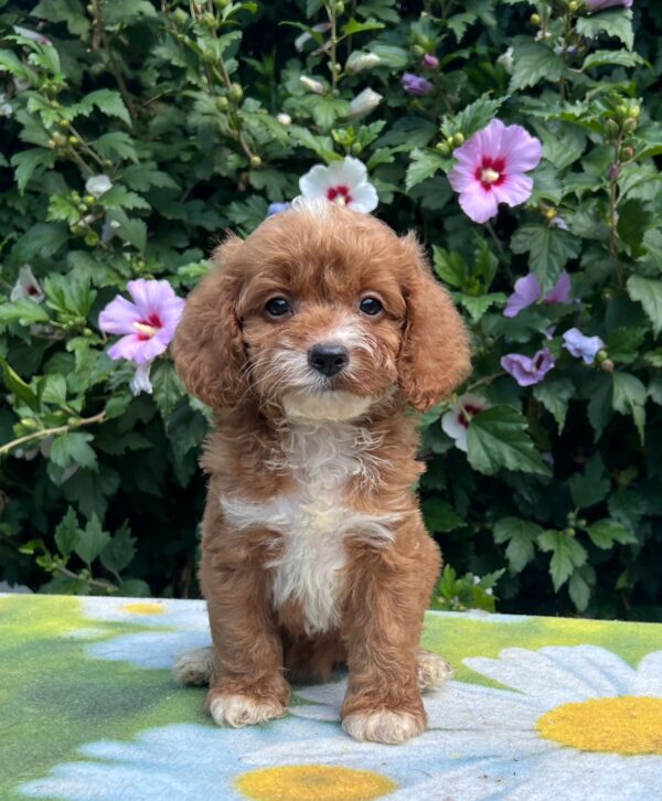 Kara Cavapoo
