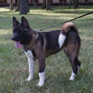 Keiko American Akita