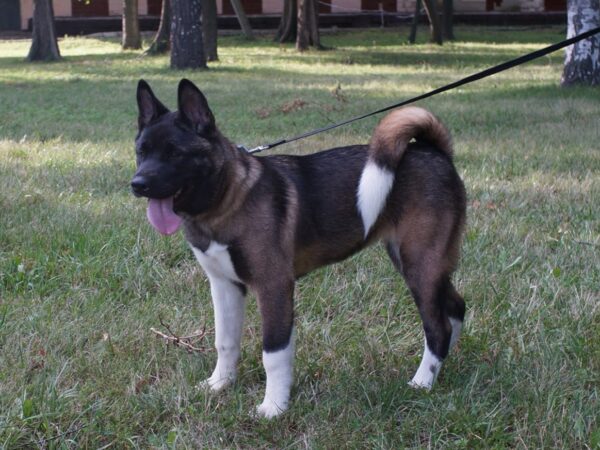 Keiko American Akita Keiko American Akita