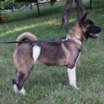 Keiko-female-akita-puppy-for-sale-1 (2)