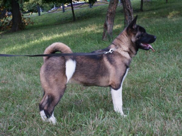 Keiko American Akita Keiko American Akita