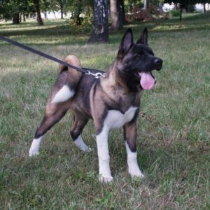 Keiko American Akita