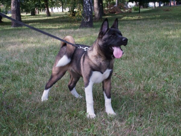 Keiko American Akita Keiko American Akita