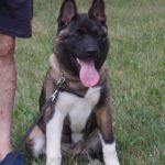 Keiko-female-akita-puppy-for-sale-1 (4)