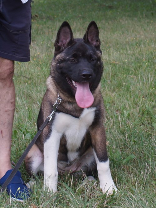 Keiko American Akita Keiko American Akita