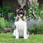 Lyanna American Akita