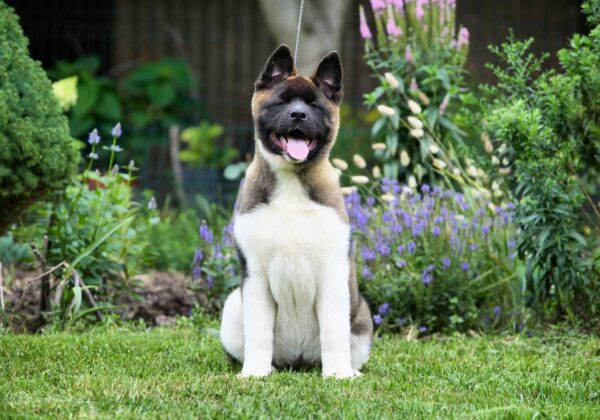 Laena American Akita