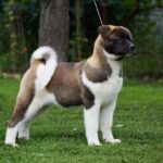 Laena-female-American-Akita-puppy-for-sale-2