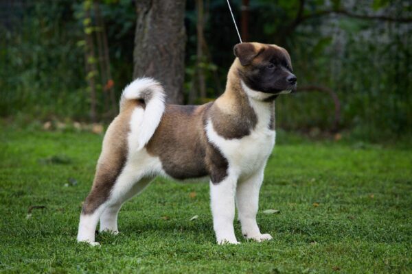 Laena American Akita