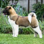 Laena-female-American-Akita-puppy-for-sale-3