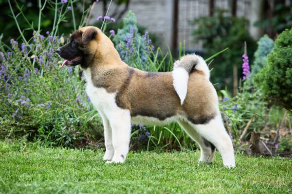 Laena American Akita