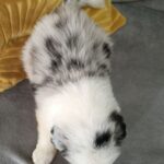 Lakis-male-border-collie-puppy-for-sale-1 (1)
