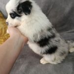 Lakis-male-border-collie-puppy-for-sale-1 (2)