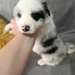 Lakis-male-border-collie-puppy-for-sale-1 (3)