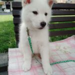 Laky-male-Pomsky-puppy-for-sale-1