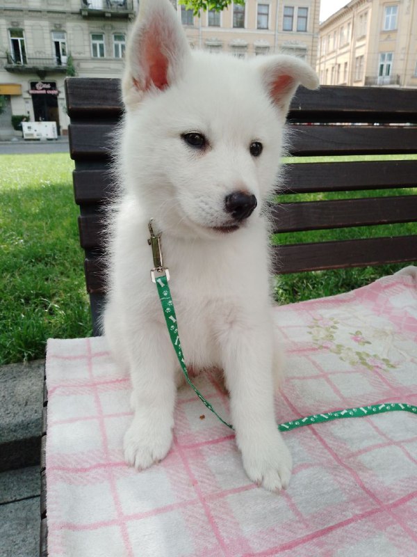 Laky Pomsky Laky Pomsky