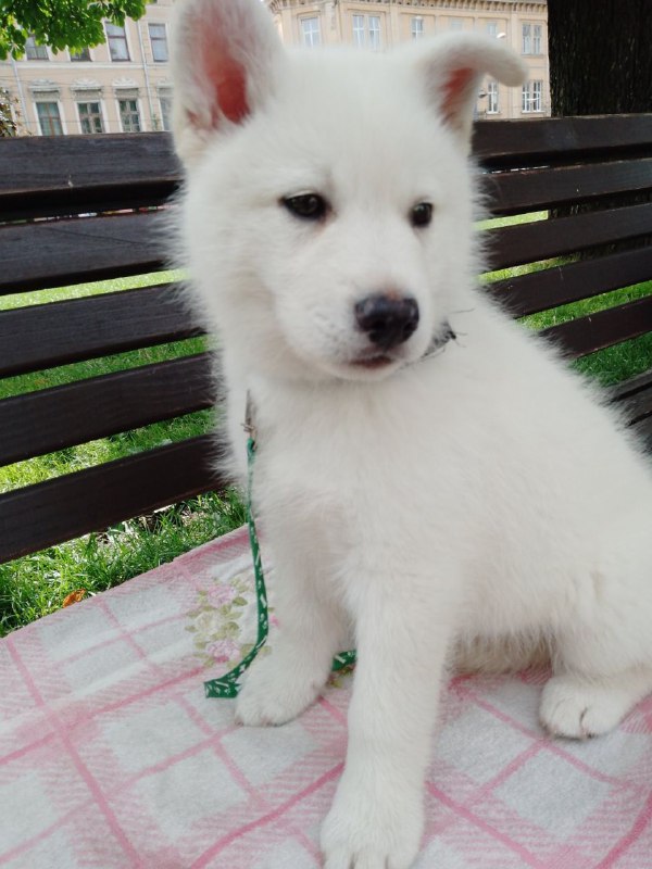 Laky Pomsky Laky Pomsky