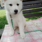 Laky-male-Pomsky-puppy-for-sale-3
