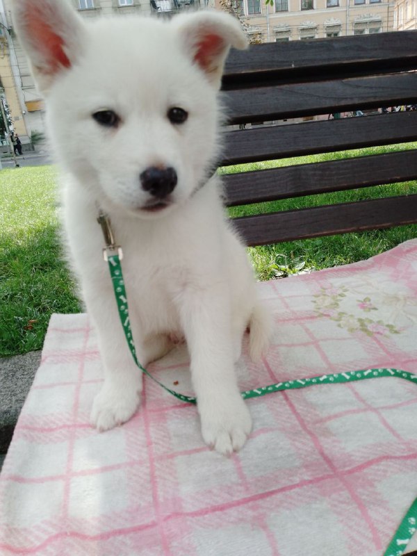 Laky Pomsky Laky Pomsky