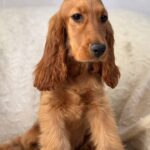 Lallita-female-English-Cocker-Spaniel-puppy-for-sale-1