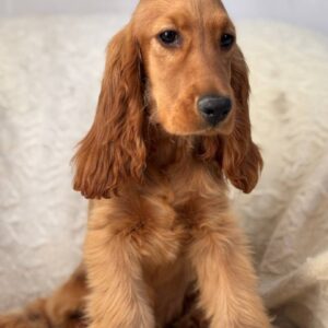 Lallita English Cocker Spaniel