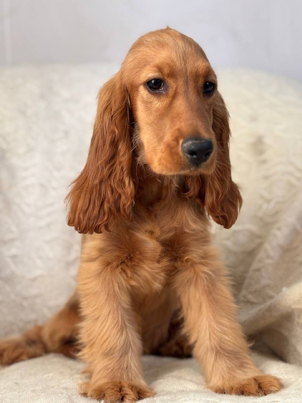 Lallita English Cocker Spaniel